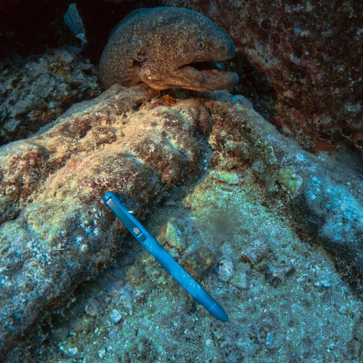 Deep Sea Seasonal Release Tactile Turn