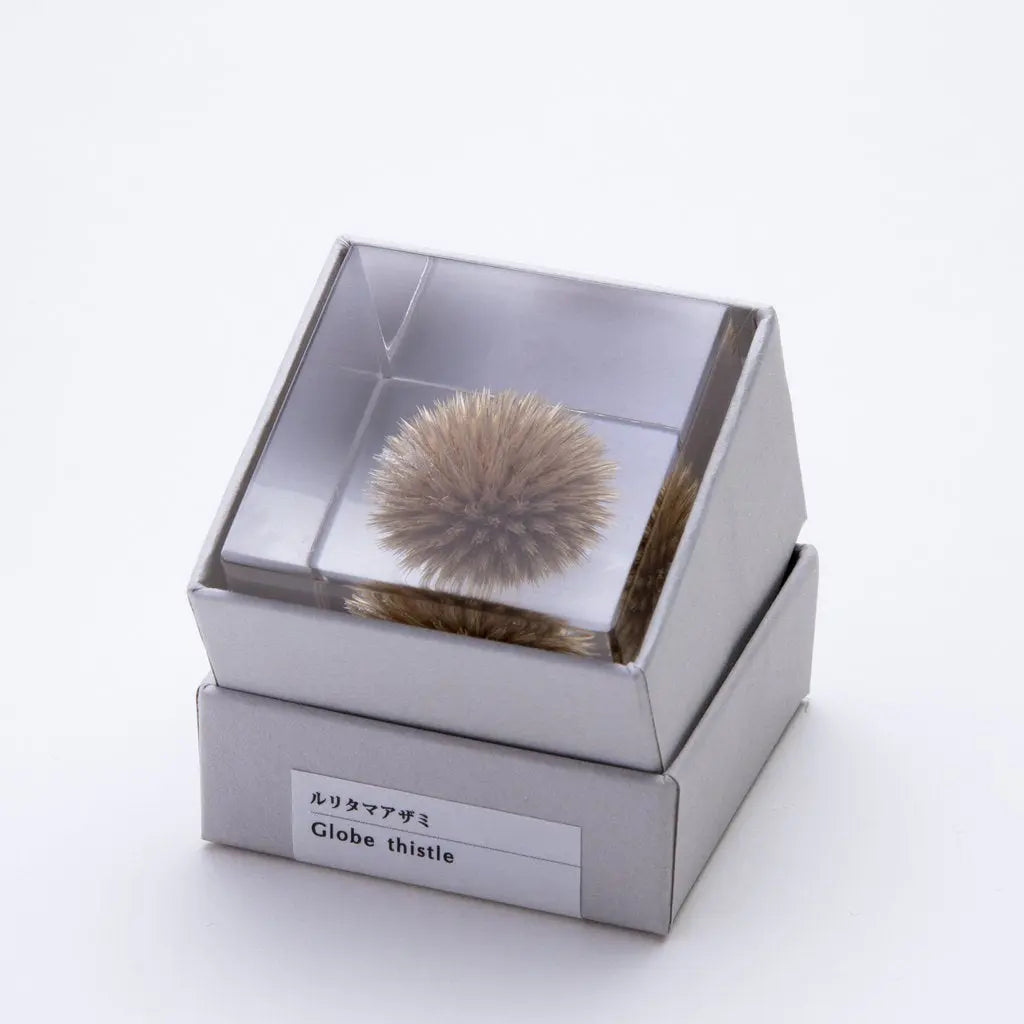 SOLA CUBE - GLOBE THISTLE - FEVERGUY