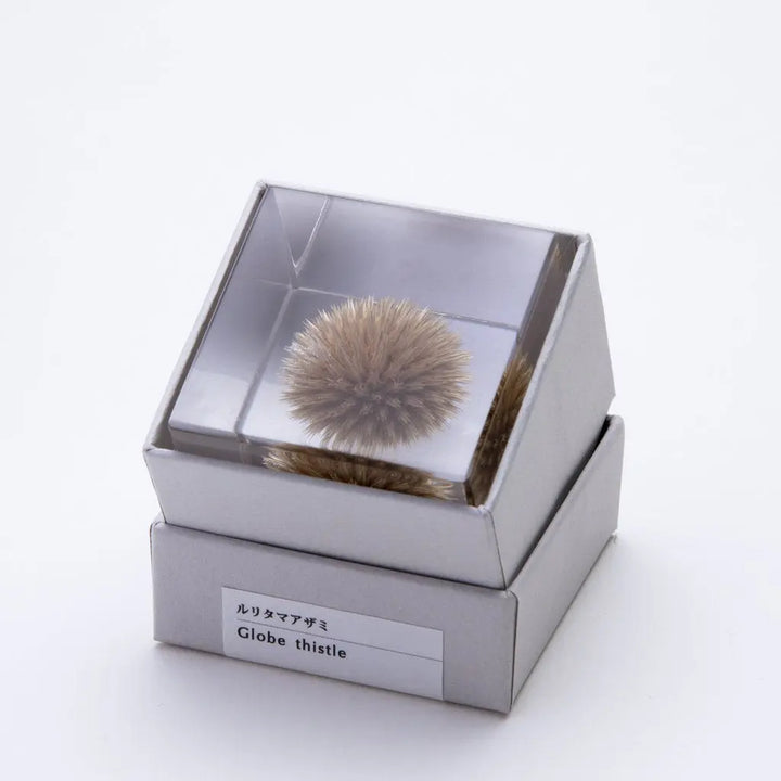 SOLA CUBE - GLOBE THISTLE - FEVERGUY