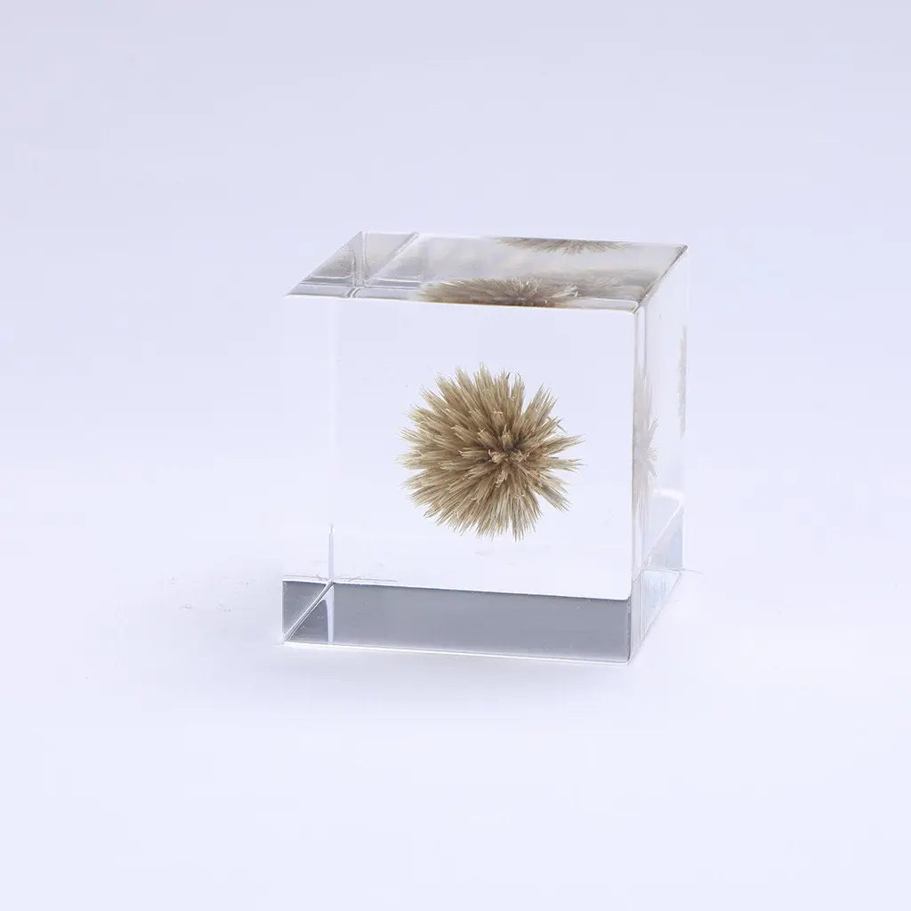 SOLA CUBE - GLOBE THISTLE - FEVERGUY