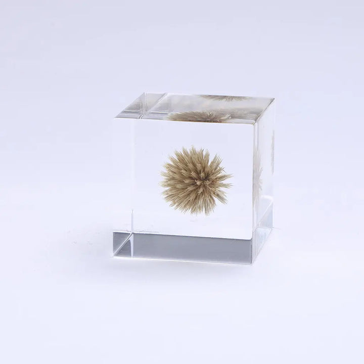 SOLA CUBE - GLOBE THISTLE - FEVERGUY