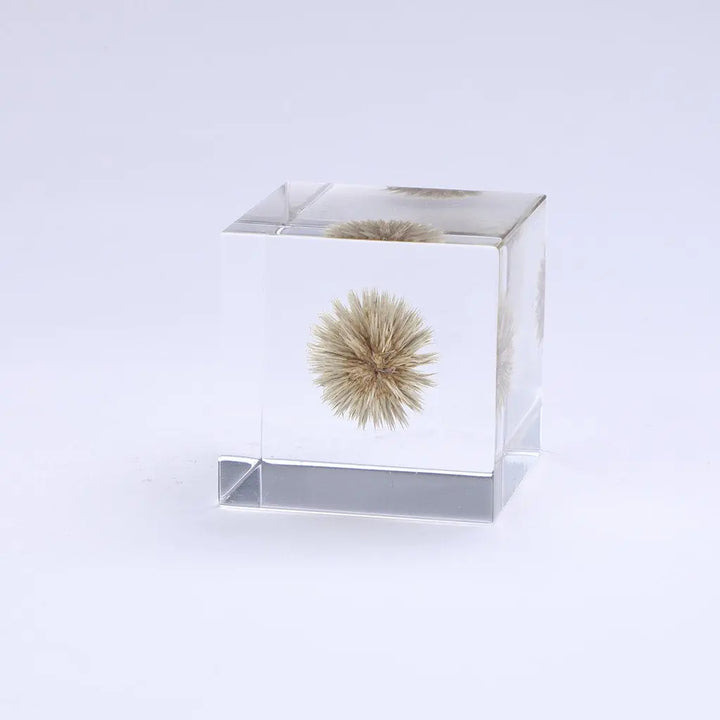 SOLA CUBE - GLOBE THISTLE - FEVERGUY