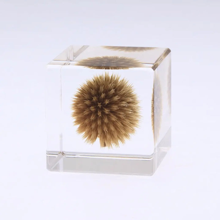 SOLA CUBE - GLOBE THISTLE - FEVERGUY