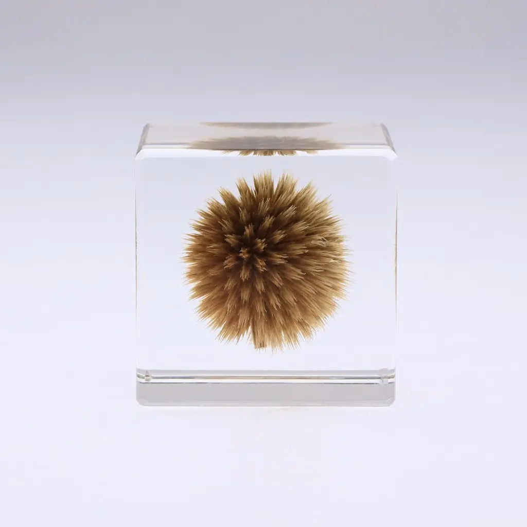 SOLA CUBE - GLOBE THISTLE - FEVERGUY