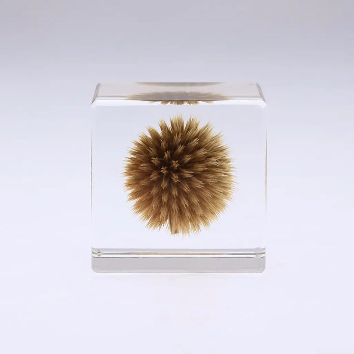 SOLA CUBE - GLOBE THISTLE - FEVERGUY